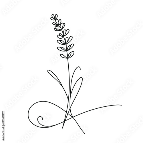 Minimalist line art of lavender flower in black and white  