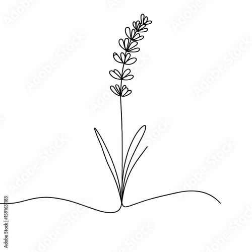 Line drawing of a lavender plant on a white background  