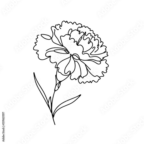 Outline illustration of a carnation flower in minimalist style  