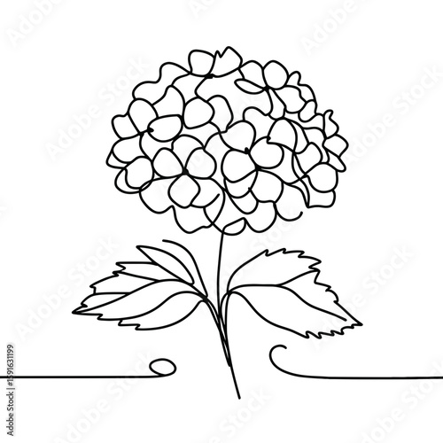 Black line drawing of a hydrangea flower with leaves on white background  