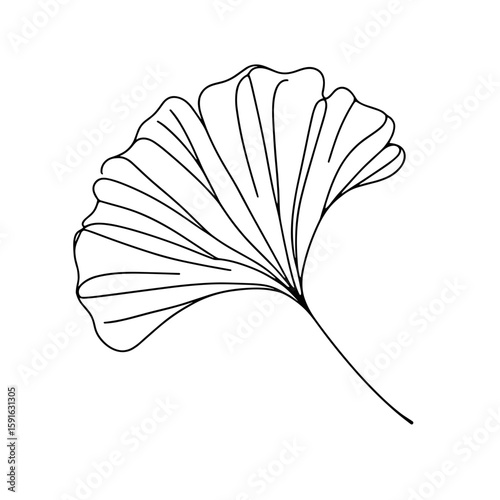Ginkgo leaf line art illustration in minimalist style  