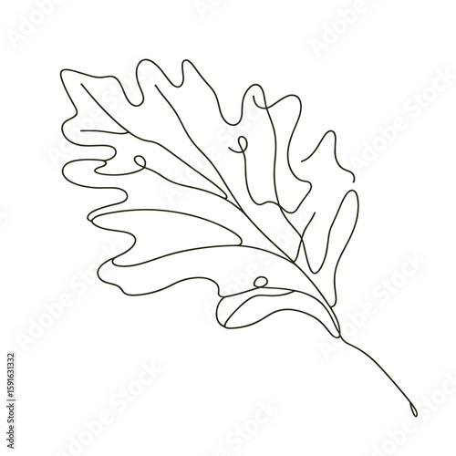 Simple line drawing of an oak leaf in minimalist style  