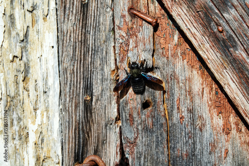 Common carpenter bee (Xylocopa valga)in search of suitable wood for burrowing for larvae, search animal behavior. Crimea
