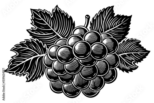 Black and White Engraving of Blackberry with Detailed Leaves - Vintage Botanical Illustration