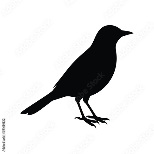 A thrush bird silhouette vector illustration.
