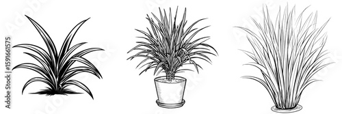 Black and white illustration of lemongrass plant presented as a modern isolated sketch