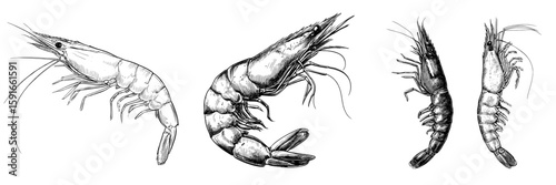 Modern isolated sketch illustration of shrimp in black and white graphics