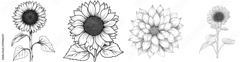Fototapeta premium A modern drawing of a sunflower is presented as a hand-drawn illustration on a white background