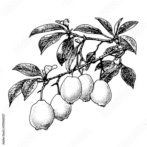 A modern illustration featuring a quince fruit graphic branch in black and white isolated sketch