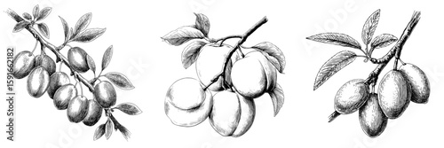 A modern illustration of an apricot fruit on a branch is presented in a black and white isolated graphic sketch