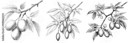 Modern isolated sketch illustration of avocado fruit on a black and white graphic branch’ becomes ‘Black and white graphic illustration of an avocado fruit branch in modern isolated sketch style