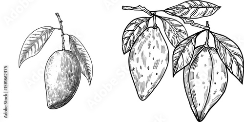 Modern isolated sketch illustration of mango fruit in black and white graphic