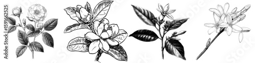 Modern isolated sketch illustration of a jasmine flower in black and white