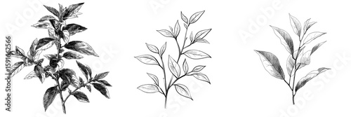 Black and white sketch of a tea plant presented as a modern isolated graphic illustration