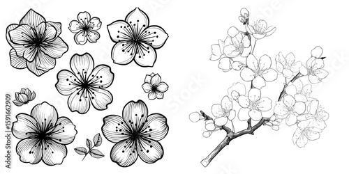 A hand-drawn sakura is depicted in isolation on a white background, accompanied by floral sketches and elements, forming a retro hand-drawn modern illustration
