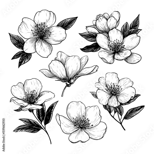 Detailed sketches of rose buds with accompanying leaves, in black, are showcased on a white background as a modern design element