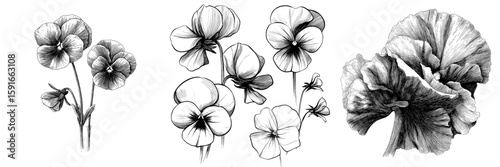 Modern draft silhouette drawing of pansy flowers in sketch ink graphic set, on a white background with a black botanical vintage etching design
