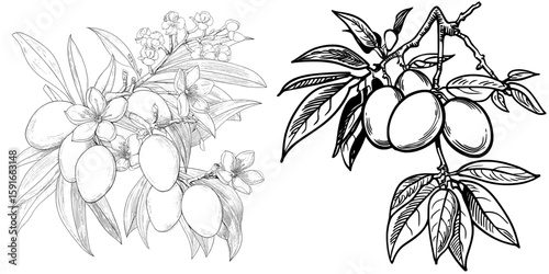 The modern contour set in the mango coloring book features an illustration