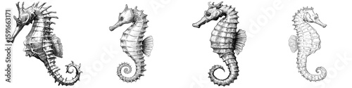 A hand-drawn illustration of a seahorse is set against a plain white background