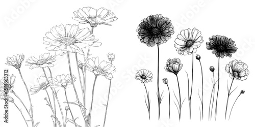 A hand drawn chamomile flower pattern is set against a white background in isolation