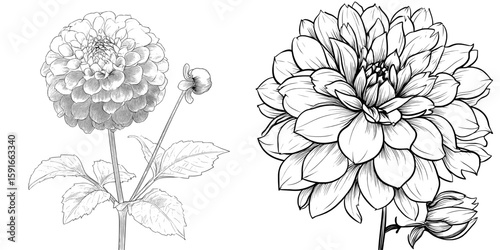 Dahlia flower in black and white isolated on a background