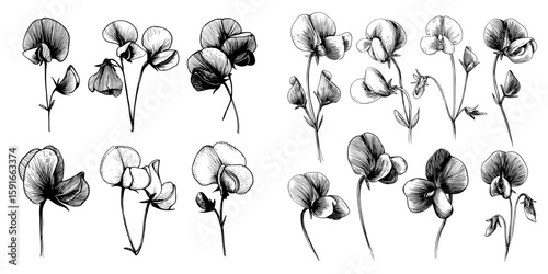 The modern floral set features sweet peas, with the flowers isolated on a white background