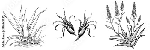 Black and white graphic art featuring a modern isolated illustration of aloe vera