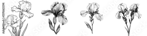 Modern isolated illustration of iris flower in black and white graphic art