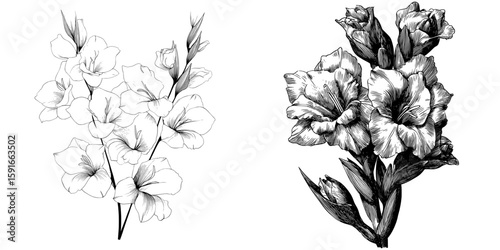 Modern illustration sketch of blooming gladiolus in a floral hand drawn style