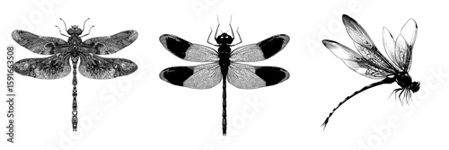Image featuring a teenage dragonfly silhouette against a white background