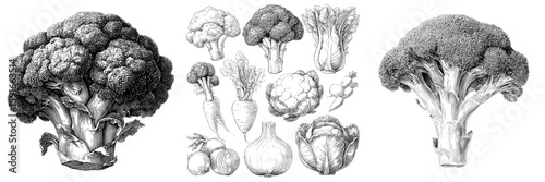 Hand drawn illustrations of broccoli are presented in a modern format, accompanied by stylized vegetable engravings