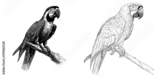 The image showcases a black and white sketch of a parrot perched on a branch, created using a modern hand drawn technique, specifically a tropical ara parrot
