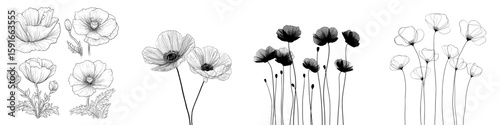 Modern illustration featuring poppy, isolated elements for design on a white background