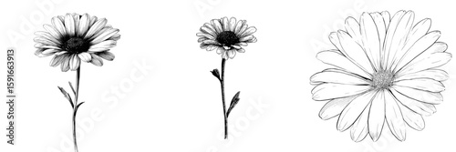 A stunning monochrome image features a solitary black and white daisy flower