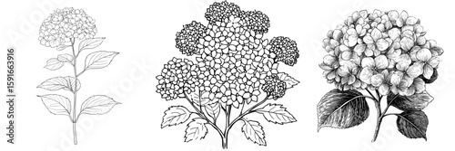 A stunning monochrome image features an isolated black and white hydrangea flower
