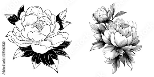 The elegant black and white peony is beautifully showcased on a plain white background