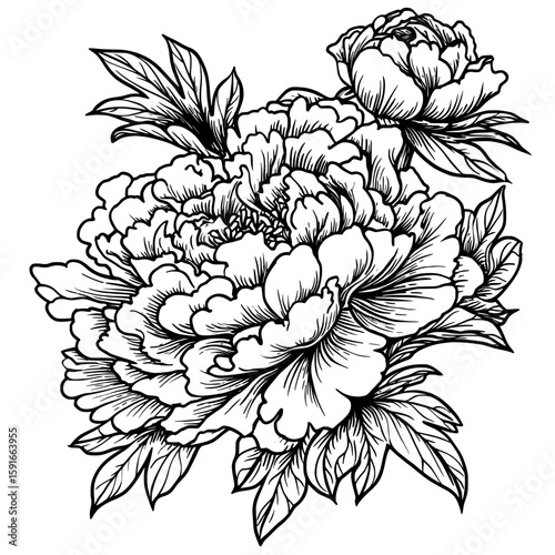 The flower of Plant Paeonia arborea, or Tree peony, is captured in a beautiful monochrome black and white image isolated on white background