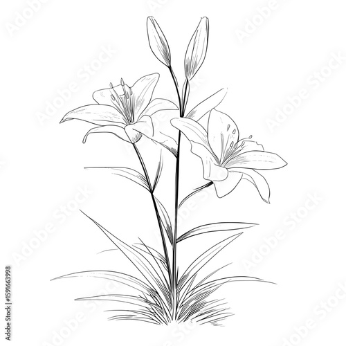Decoration consisting of graphic black and white lilies on a white background