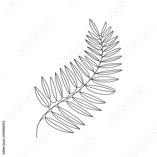 Delicate fern frond line art leaf plant