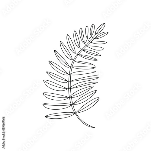 Delicate botanical frond with multiple oval leaves leaf plant