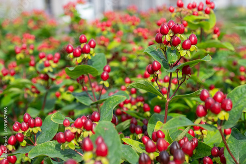 Fototapeta Naklejka Na Ścianę i Meble -  This vibrant red-fruited hypericum plant, with its lush green leaves and colorful fruits, is ideal for botanical, horticultural, or nature-themed visual collections.