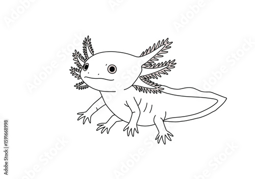 Axolotl drawing. It is a black and white outline image of an axolotl, a unique aquatic salamander known for its external gills. Vector sketch line art draw.