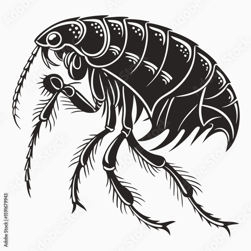 Detailed flea illustration with ornate patterns