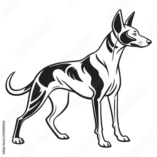 Pharaoh hound dog standing in profile, black and white illustration