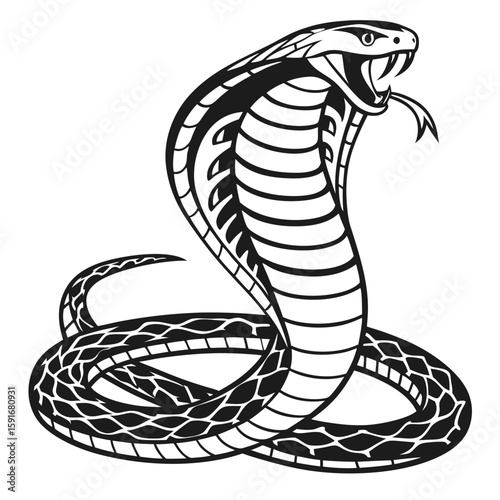 A striking cobra snake in an aggressive pose, ready to strike