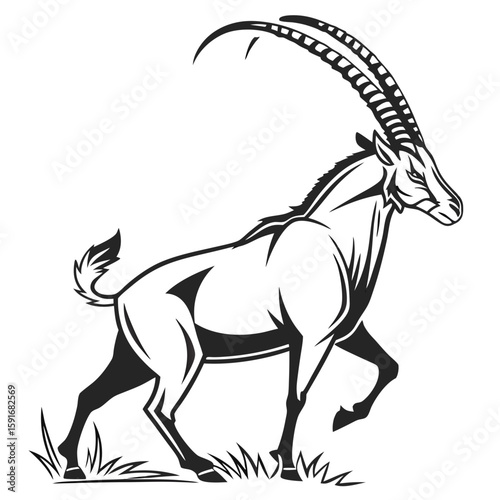 Oryx antelope with long curved horns walking
