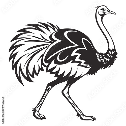 Ostrich running with its tail feathers spread wide