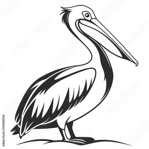 Stylized pelican illustration isolated on a white background