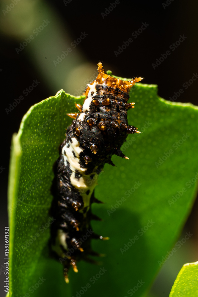 Fototapeta premium caterpillar on a leaf