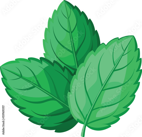 Fresh Green Mint Leaves A Vibrant Design Element for Natural Flavors and  Refreshing Aromas